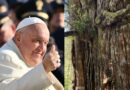 Juntan Firmas Para Evitar la Tala de un Árbol de 200 Años Para Regalarlo al Papa por Navidad